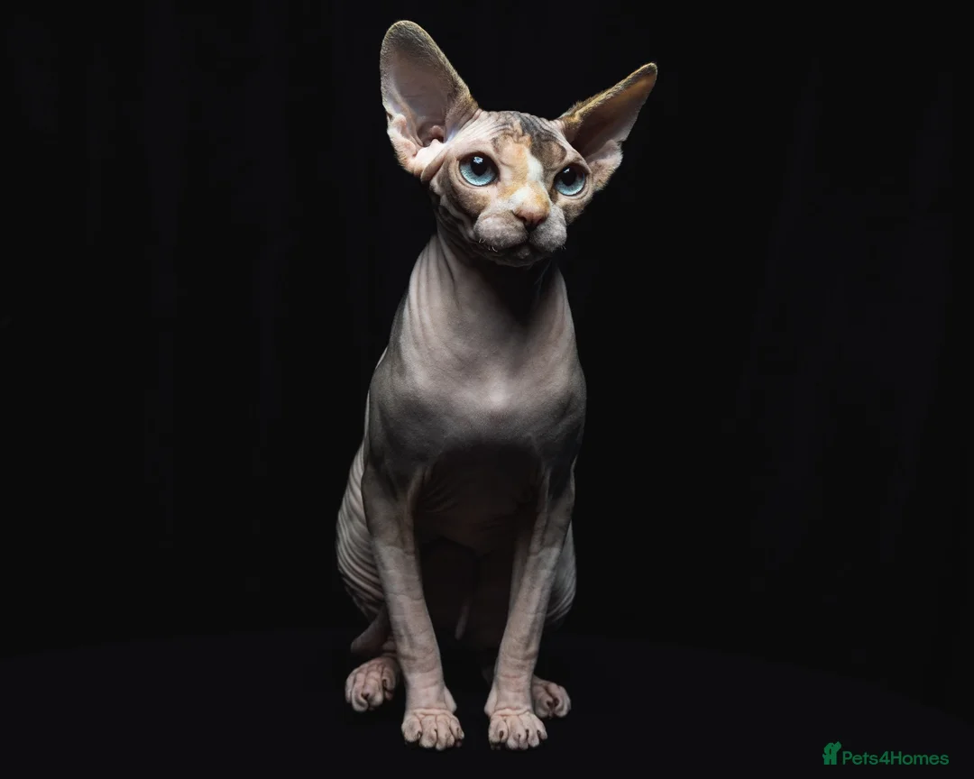 Sphynx cats for sale: Quality Health Tested Sphynx Kittens  - Advert 1