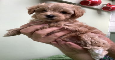 Maltipoo dogs - Advert 1