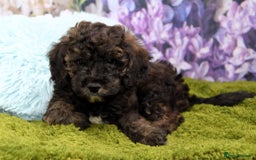 Cockapoo dogs for sale: READY NOW !! sable & brindle tri colour cockapoos - Image 25