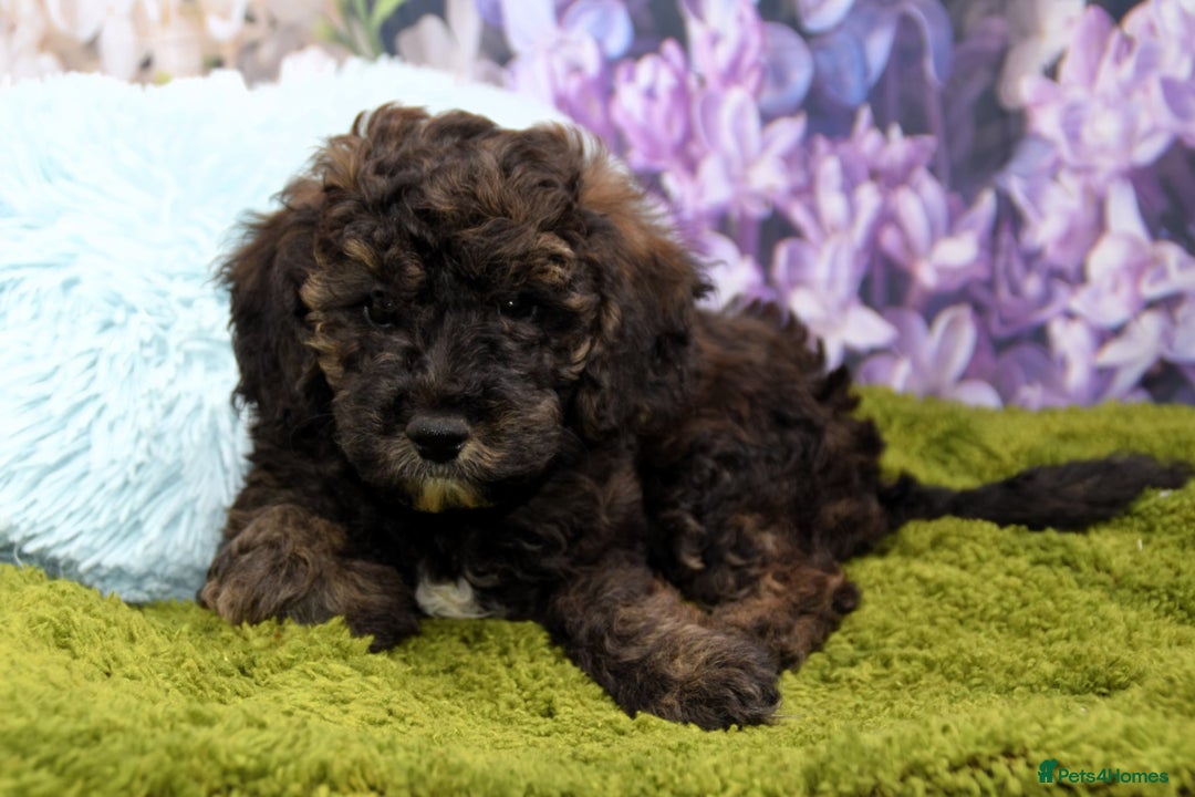 Cockapoo dogs for sale: READY NOW !! sable & brindle tri colour cockapoos - Image 25