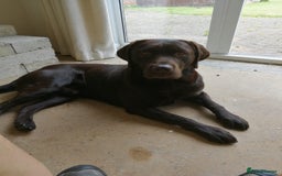 Labrador Retriever dogs for sale: Adorable Labrador Retriever Puppies d.o.b 4/07/25 - Image 8