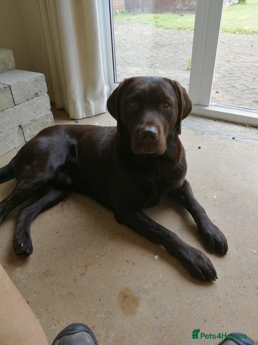 Labrador Retriever dogs for sale: Adorable Labrador Retriever Puppies d.o.b 4/07/25 - Image 8