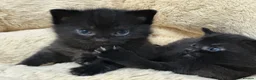 British Shorthair cats for sale: 🐾Beautiful Black British Shorthair Cross Kittens in Letchworth Garden City - Advert 31