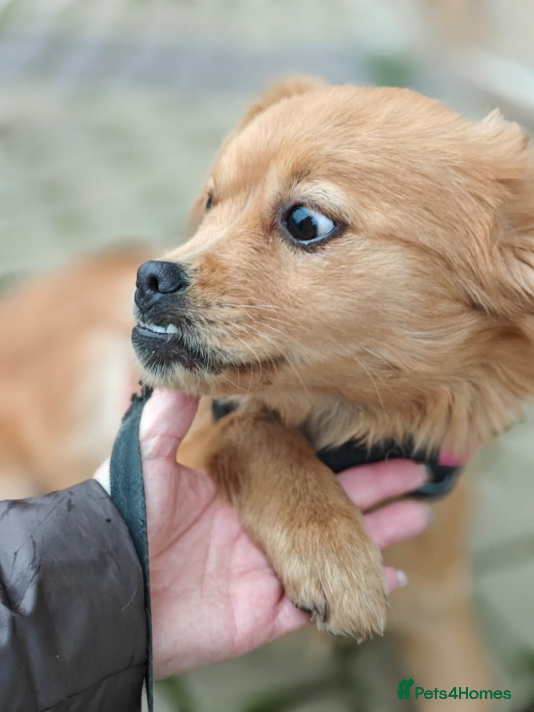 Mixed Breed dogs for adoption: 💖🐶 SILVIA 🐶💖 - Advert 6