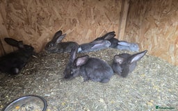 Continental Giant rabbits for sale: giant content - Image 4