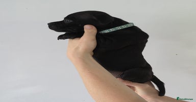 Staffordshire Bull Terrier dogs - Advert 3