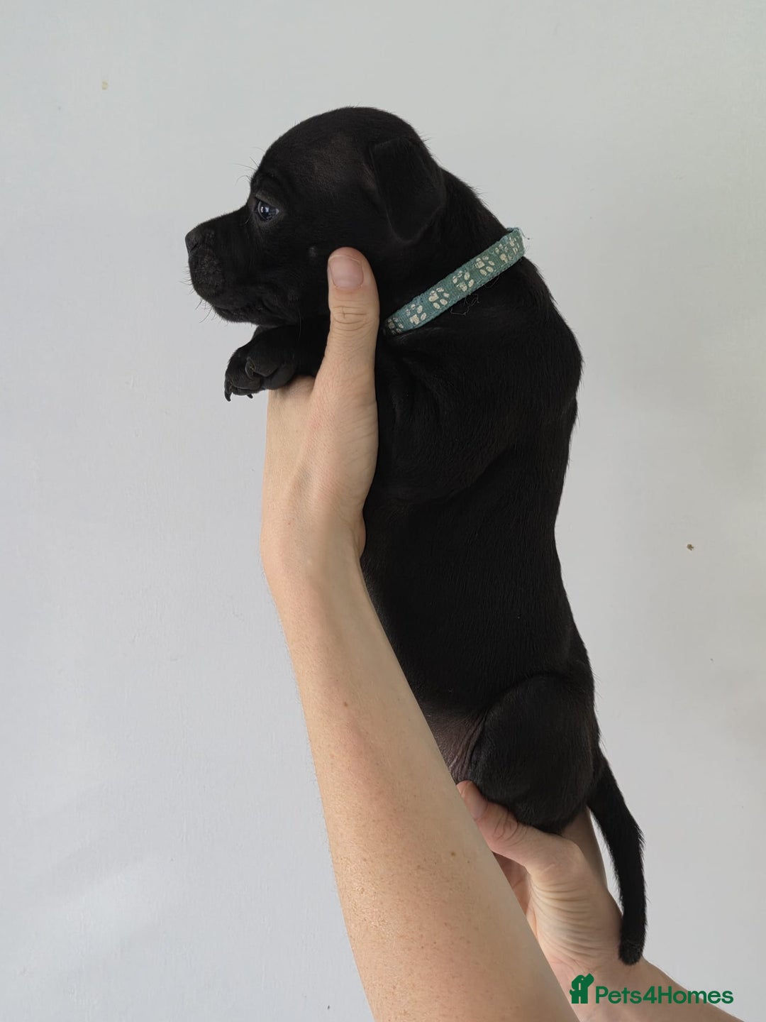Staffordshire Bull Terrier dogs for sale: 9 Beautiful Black & Blue pups  - Image 2