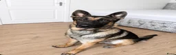 Mixed Breed dogs for sale: Belgian x German Shepherd – Loving & Energetic - Advert 3