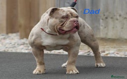 Olde English Bulldogge dogs for sale: Olde English Bulldogge puppies - Image 13