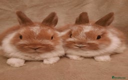 Netherland Dwarf rabbits for sale: Seven Litters Of Netherland Dwarf Babies - Image 7