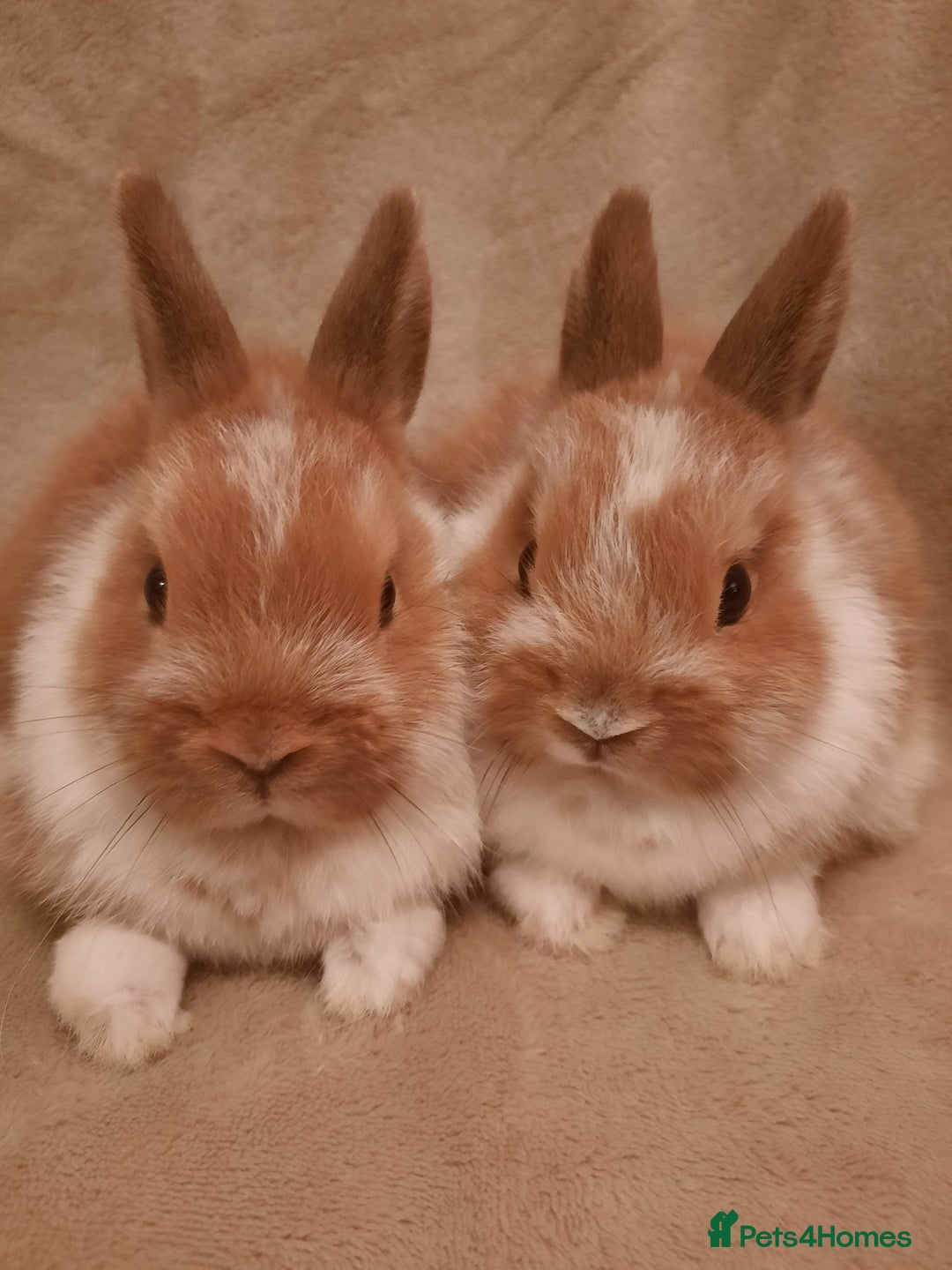 Netherland Dwarf rabbits for sale: Seven Litters Of Netherland Dwarf Babies - Image 7