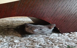Russian Blue cats for sale: Adorable Silver Grey Russian blue kittens - Image 15