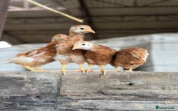 Chickens poultry for sale: Commercial brown pullets - Image 2