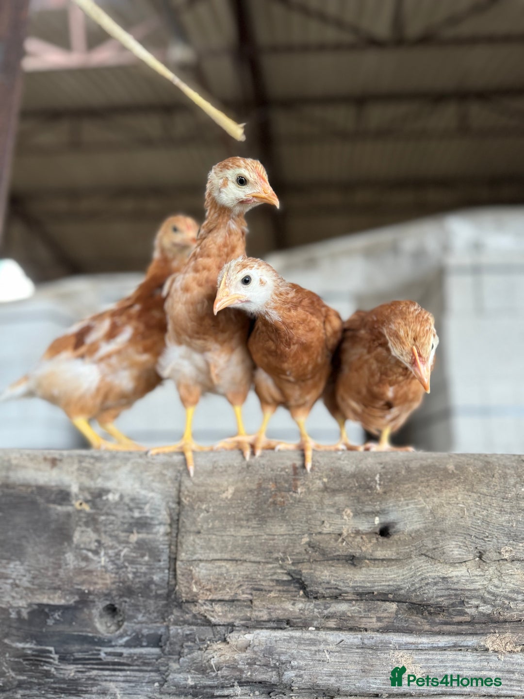 Chickens poultry for sale: Commercial brown pullets - Image 2