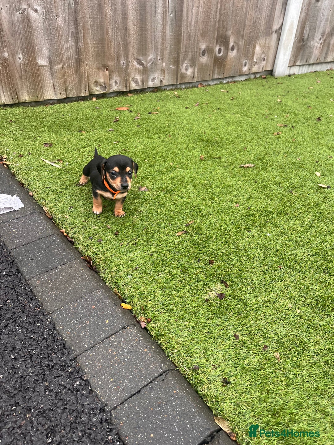 Mixed Breed dogs for sale: 5 beautiful jackshund puppies for sale - Advert 36