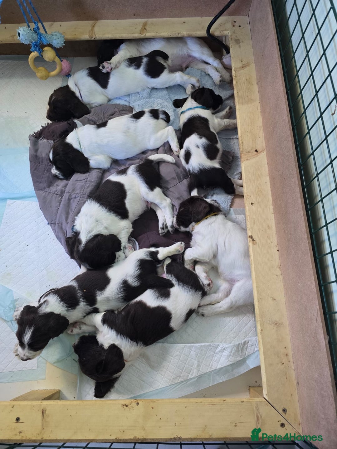 English Springer Spaniel dogs for sale: Beautifully marked, kc registered, legally docked. - Advert 14