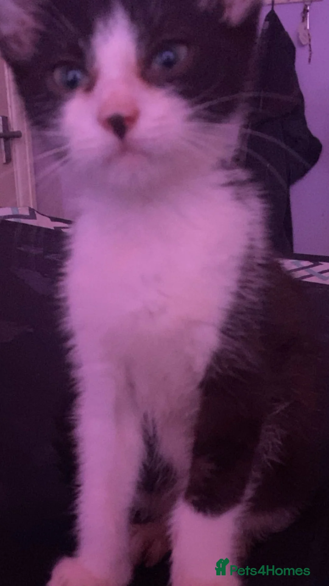 Mixed Breed cats for sale: Beautiful black tuxedo boy cat  - Advert 2