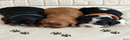 Cavalier King Charles Spaniel dogs for sale: * KC Reg Health Tested Puppies *  - Advert 3