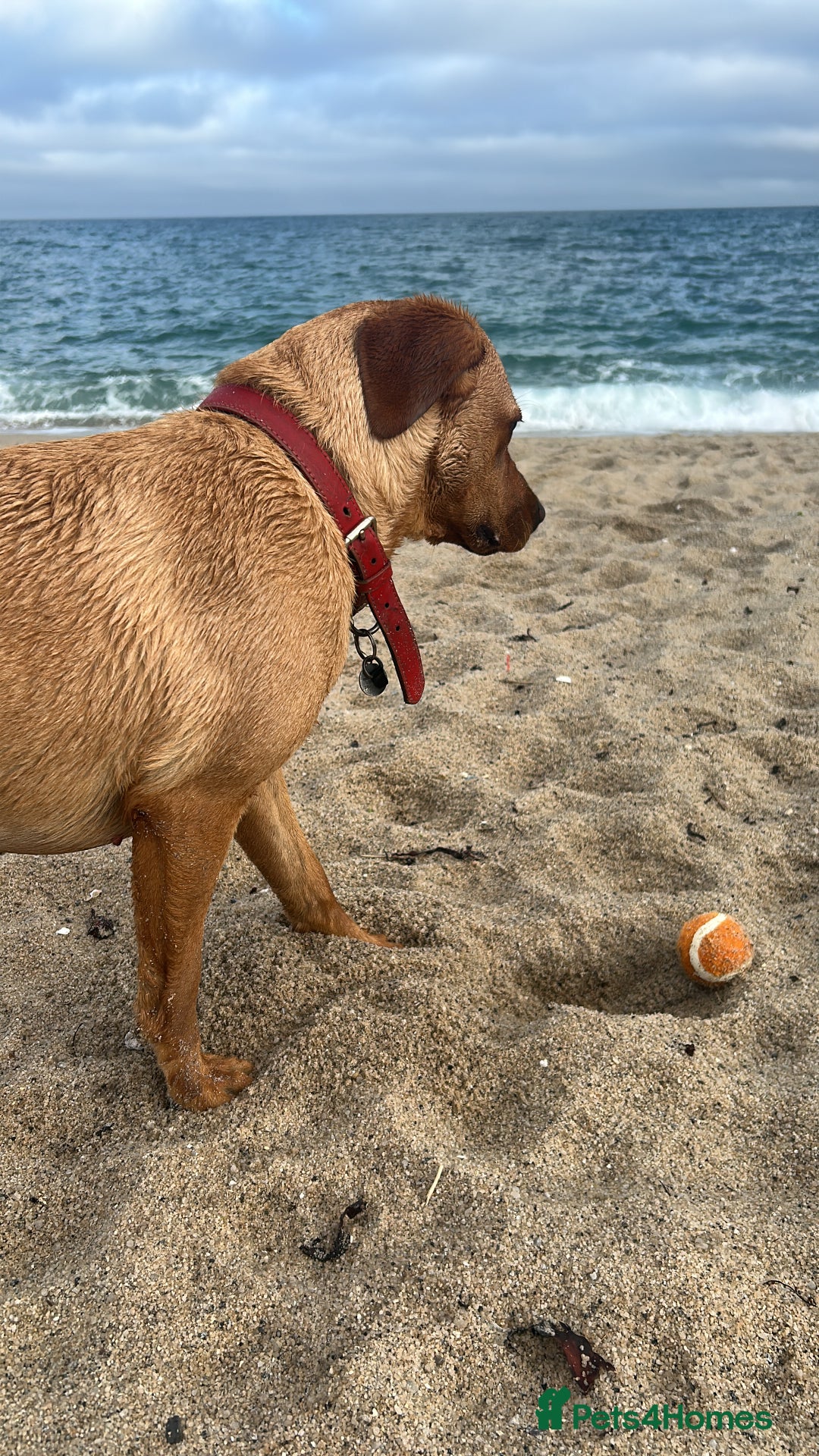 Labrador Retriever dogs for sale: My beautiful girl red fox Labrador need good home - Image 4