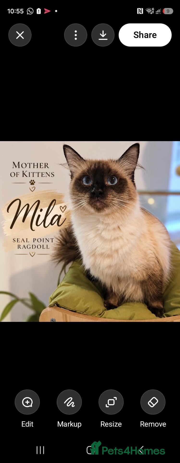 Ragdoll cats for sale: LOVELY BLUE EYED RAGDOLL KITTENS SEAL & LYNX POINT - Advert 1
