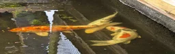 Koi Carp fish for sale: 3 Stunning Koi carp  - Advert 1