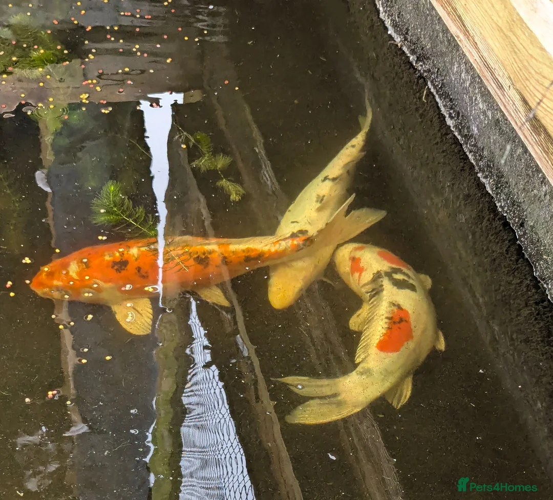 Koi Carp fish for sale: 3 Stunning Koi carp  - Advert 1