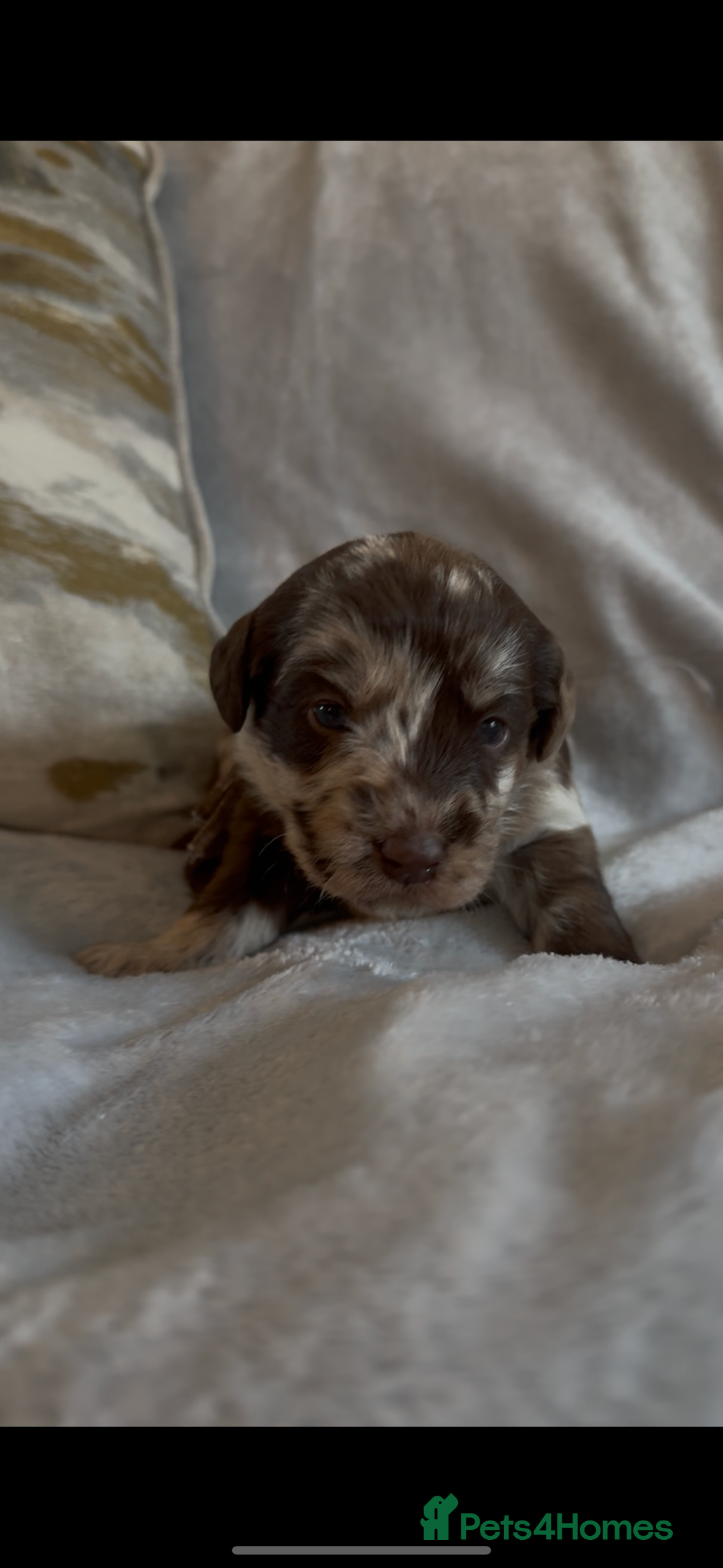 Labradoodle dogs for sale: The best selection of chocolates 😍 - Image 5