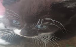 British Shorthair cats for sale: Cute Adorable baby kittens!!!  - Image 7