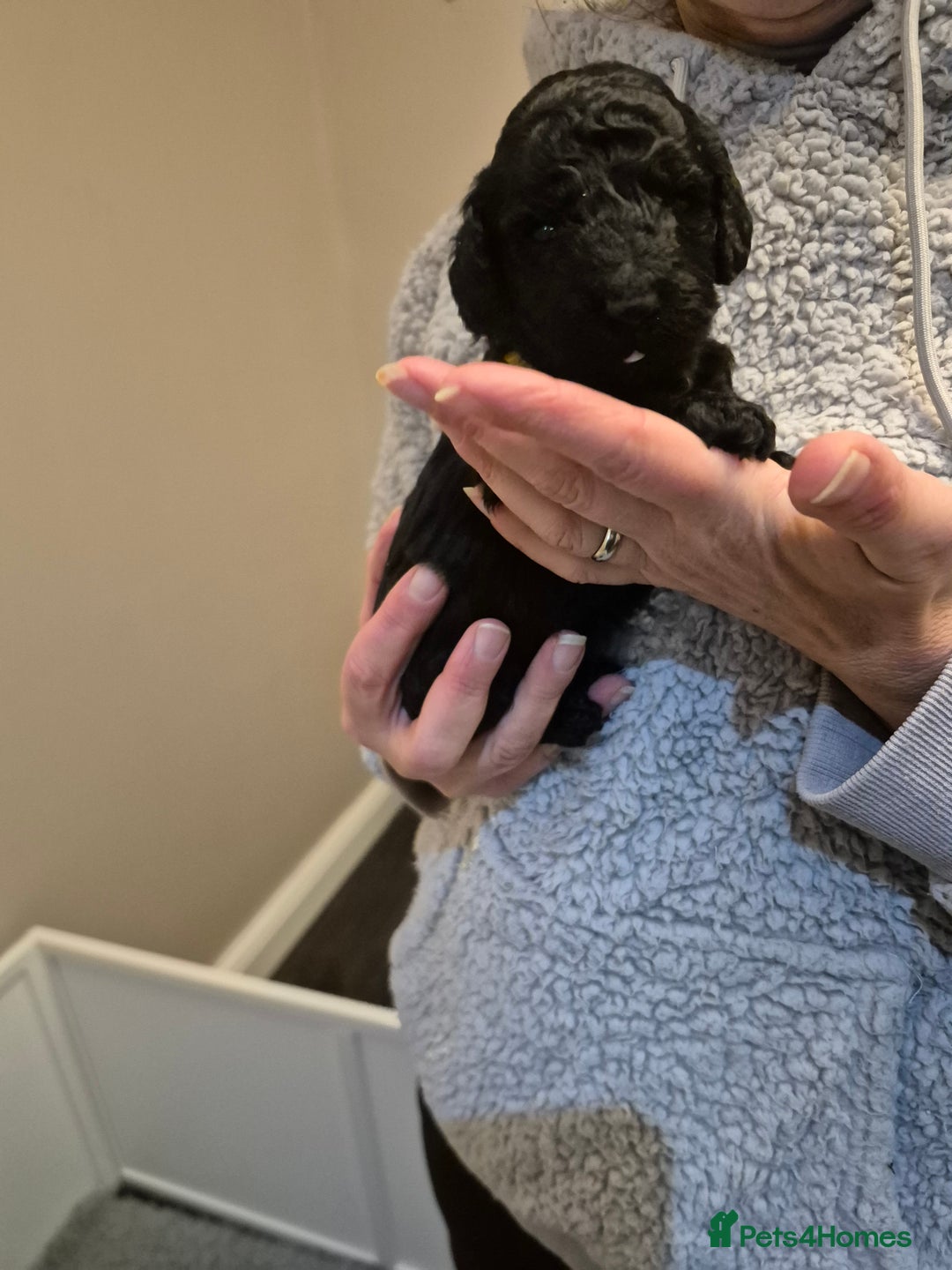 Cockapoo dogs for sale: Adorable cockapoo puppies - Advert 8