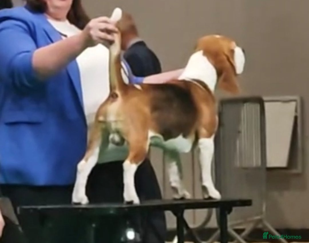 Beagle dogs for stud: Winner at Crufts 2025! in Tonbridge - Image 32