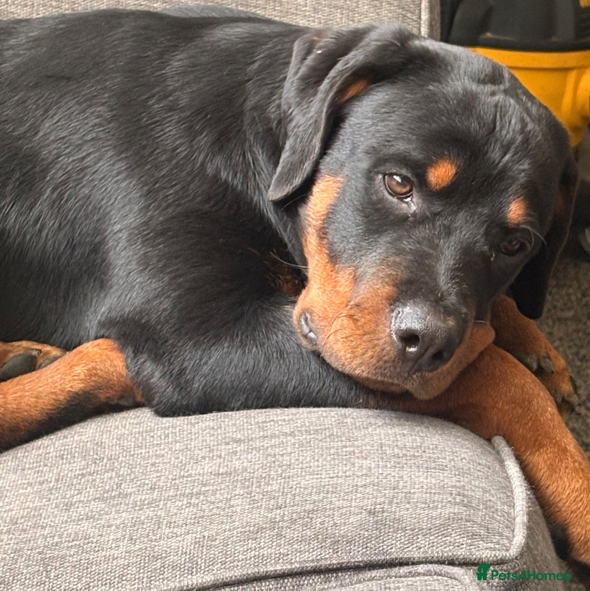 Rottweiler dogs 🐶6 months girl Rottweiler 🩷 - Advert 2
