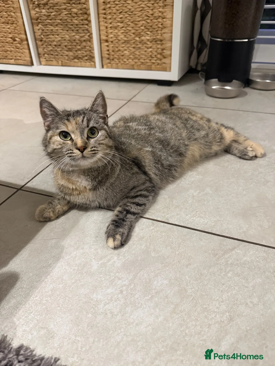 Mixed Breed cats for sale: Beautiful kittens looking for forever homes - Advert 39
