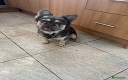 French Bulldog dogs for stud: Fluffy Frenchbulldog for stud checkmate bloodline - Image 7