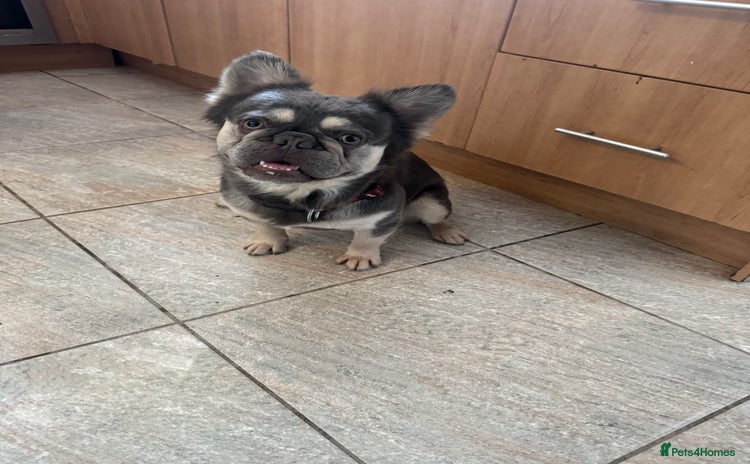 French Bulldog dogs - Advert 1