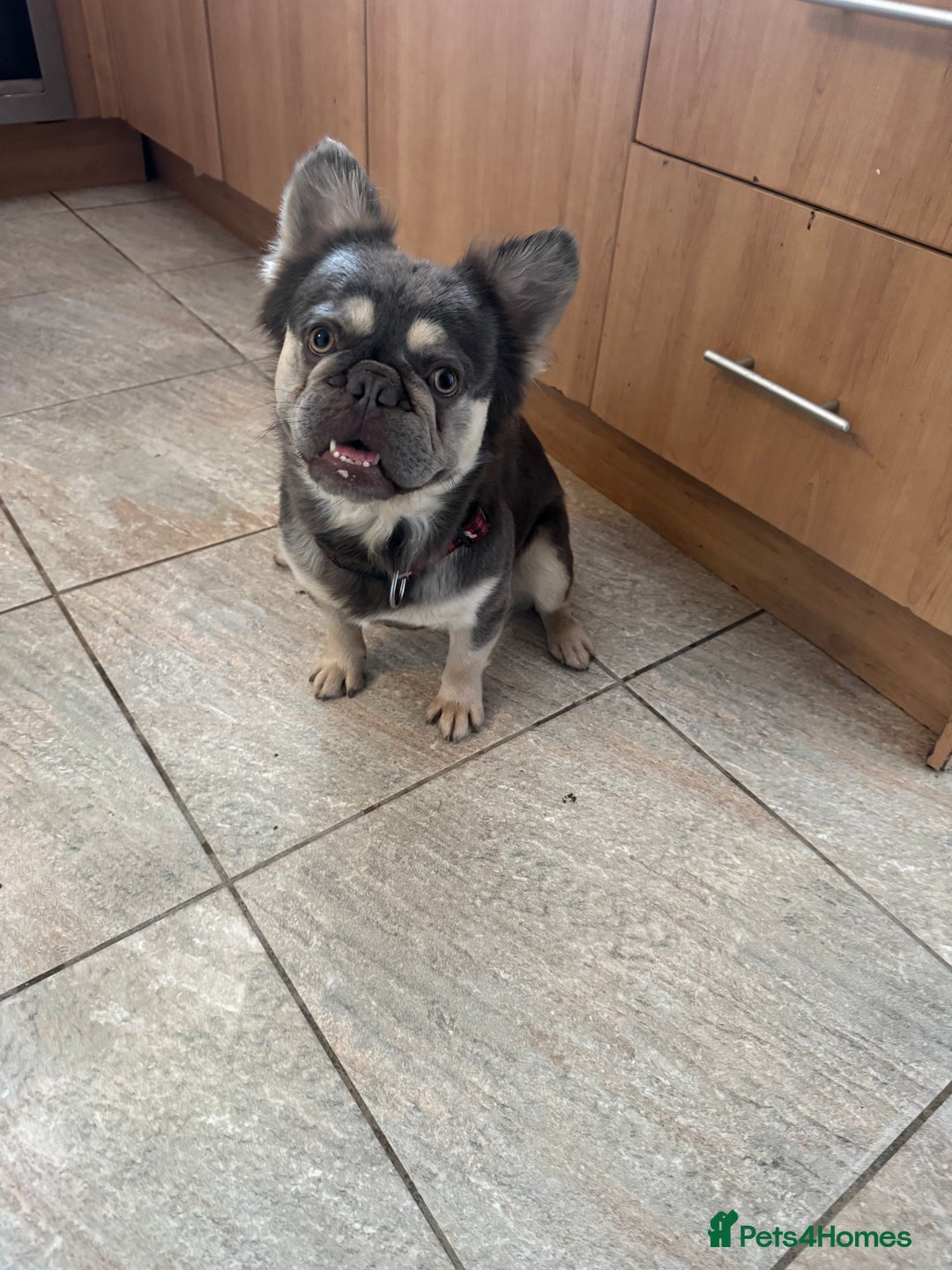 French Bulldog dogs for stud: Fluffy Frenchbulldog for stud checkmate bloodline - Image 7