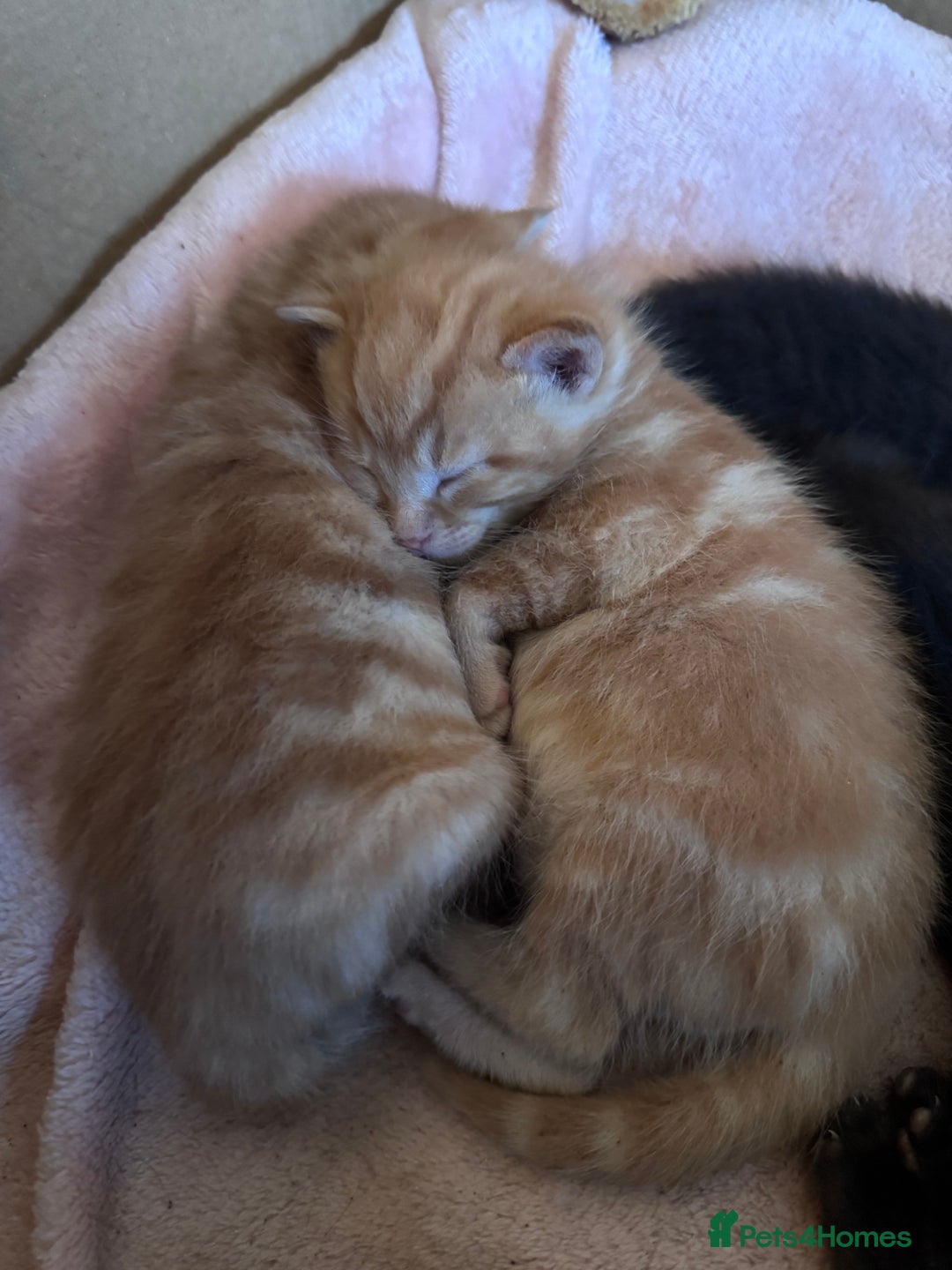 Mixed Breed cats for sale: 5 gorgeous kittens - Image 13