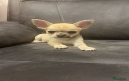 Chihuahua dogs for sale: Chihuahua for sale  - Image 1