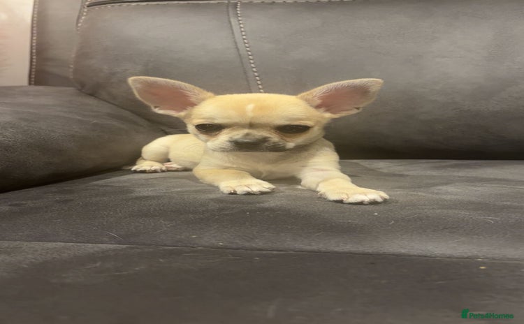 Chihuahua dogs - Advert 14