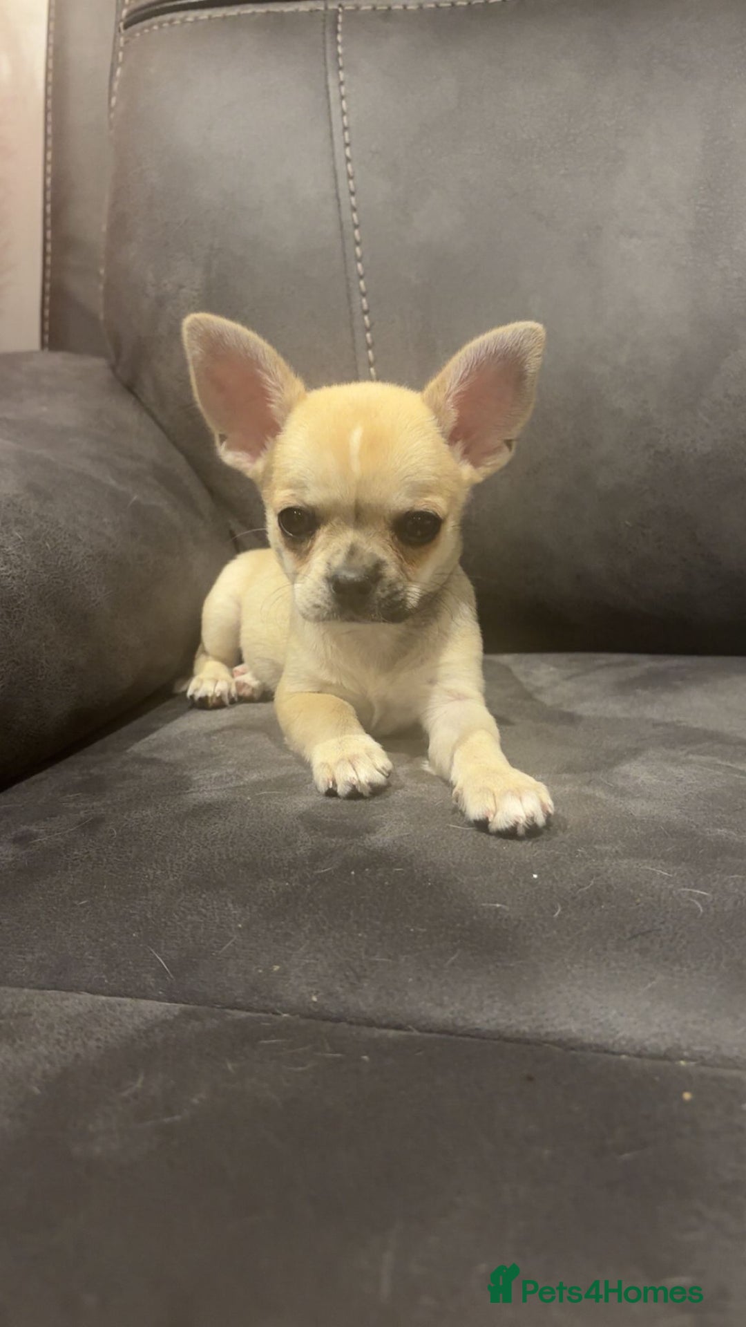 Chihuahua dogs for sale: Chihuahua for sale  - Image 1