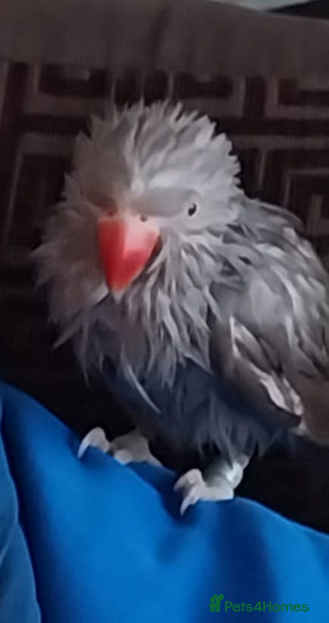 Parrots birds for sale: Indian ring neck parrot - Image 2