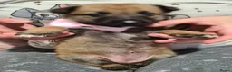 Belgian Shepherd Dog dogs for sale: Belgian malinois puppies  - Advert 16