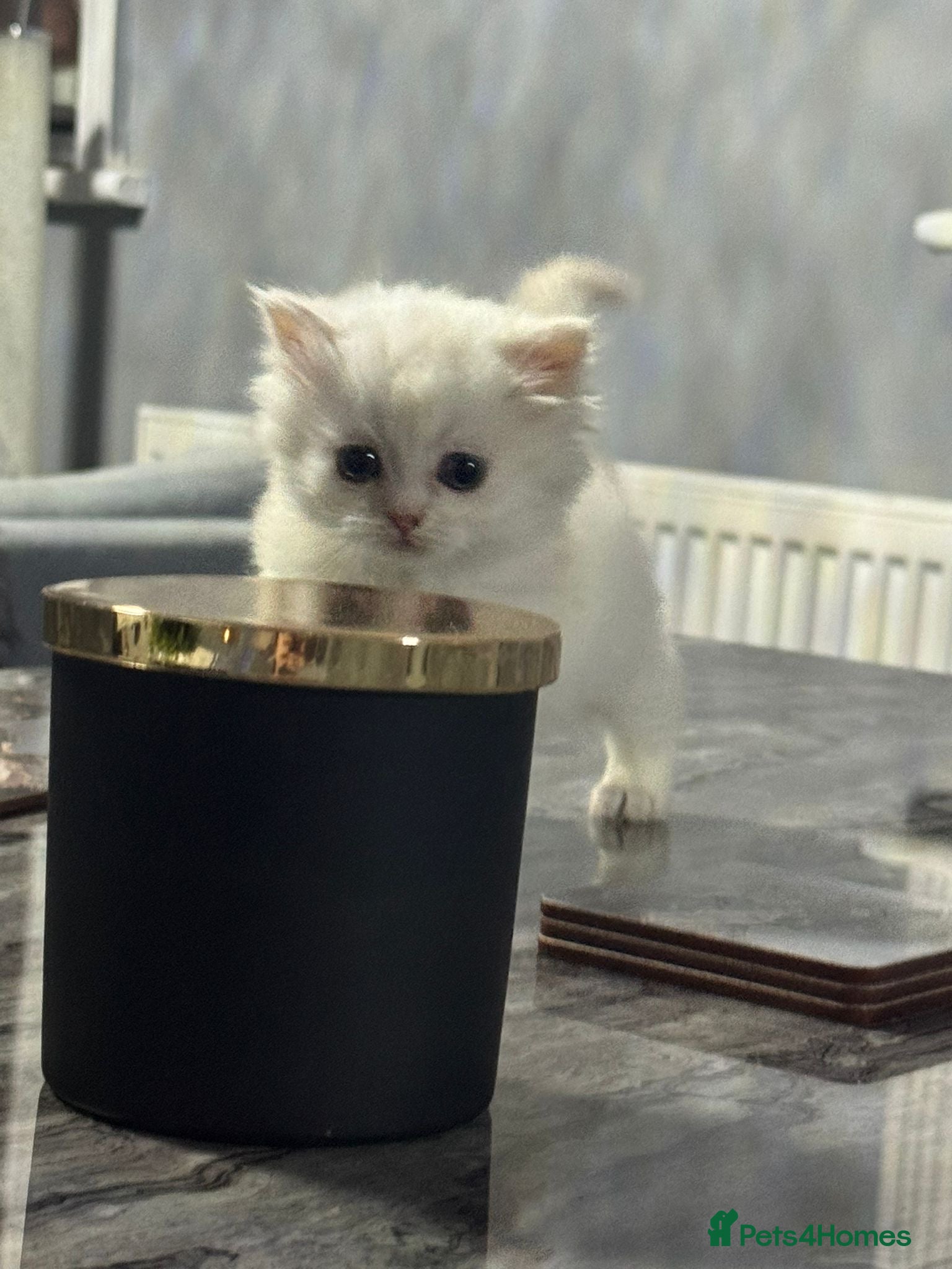 Persian Kitten 1