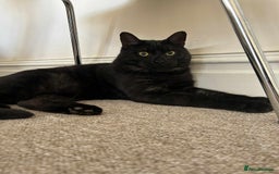 Domestic Shorthair cats for sale: Beautiful Male Egyptian Mau x Kitten for Rehoming - Image 2