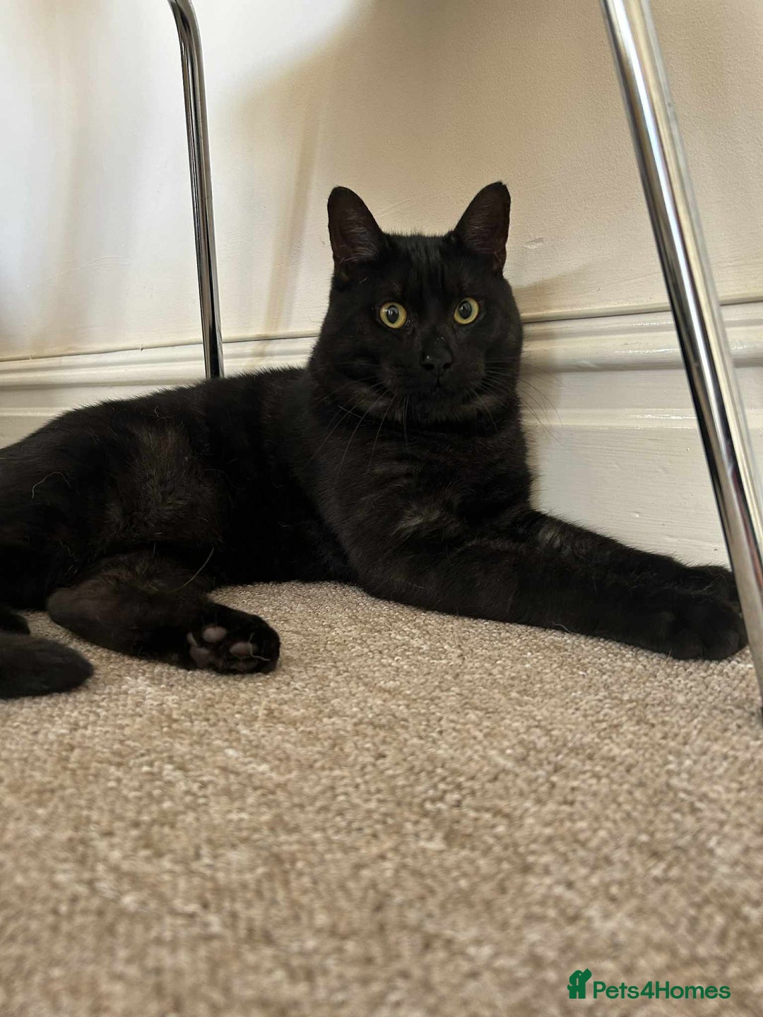 Domestic Shorthair cats for sale: Beautiful Male Egyptian Mau x Kitten for Rehoming - Image 2