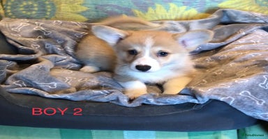 Welsh Corgi Pembroke dogs - Advert 1