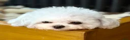 Bichon Frise dogs for stud: 🍒UK’s only Asian Mini Bichon for stud!!  - Advert 8