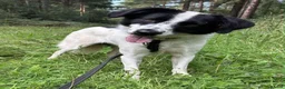 Mixed Breed dogs for adoption: Lilly -Milton Keynes  in Milton Keynes - Advert 15