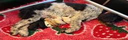 Double Doodle dogs for sale: One of the Original Labradoodle Breeders in the UK - Advert 11