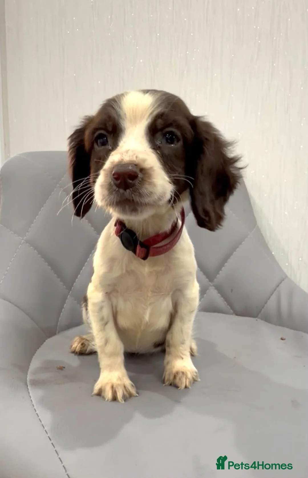English Springer Spaniel dogs for sale: Springer spaniel puppy’s 🐶 - Advert 1