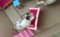 British Shorthair cats for sale: 6 beautiful kittens ready to go! £70 - Image 4